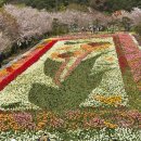 태안휴게소 | 2026 태안세계튤립꽃박람회 방문후기 할인권 정보 꿀팁