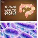 꼭 알아야 하는 유산균의 효능 이미지