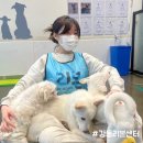 양재대로 81길 | 서울 유기견 봉사 강동리본센터 후기