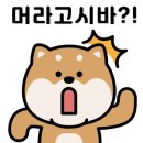 꽃보다강아지 네이버블로그