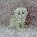 강남고양이분양 러브앤캣 이미지