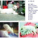 멍이랑 양이랑 Daum카페