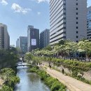 이팝나무길 이미지