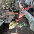 동백농원 이미지