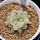 사금농장 이미지