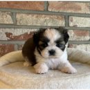 도그마루 이미지