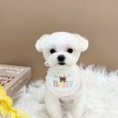 카멜리몽 이미지