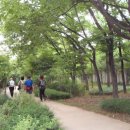 Good Forest 이미지