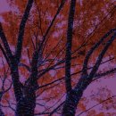 까사모로 이미지