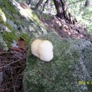 오리궁뎅이 이미지