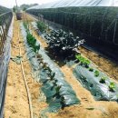 고남농장 이미지