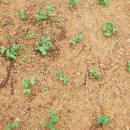 군자농장 이미지