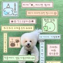 댕댕스토리 이미지