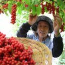 거창 오미자