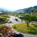 가평금잔디 이미지