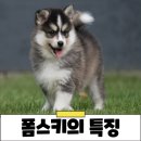 폼스키 이미지