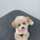 댕바이미 | 말티푸 배냇 미용 후기(춘천 댕바이미)