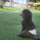 #아름답개 이미지