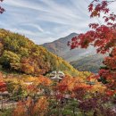 단풍