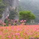 가을에 가볼만한곳영월 동강 붉은메밀 축제 메밀꽃 이미지