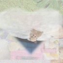 라파엘종합동물병원 | 서대문유기견보호소 대형견입양? 99%가 모르는 비용 절약 꿀팁!