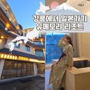 모리 | 강릉 속 일본 유메모리 리조트 후기