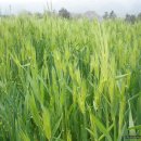 들길봄동 이미지