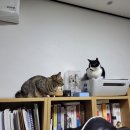잎새마켓 이미지
