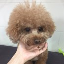 엘리 애견미용실 이미지