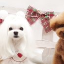 써니애견 미용실 이미지