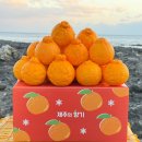 가정농장 | 제주도 한라봉 천혜향 고당도 감귤 가정용 중대과 서귀포 농장직송 구매후기들 살펴보기