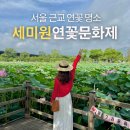 잣나무집정원 | 서울 근교 연꽃 명소 2026 세미원 연꽃문화제 여름 축제 여행