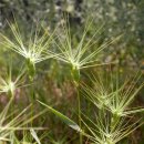 난형염소풀 [오베이트 고트그라스, ovate goatgrass (Aegilops geniculata)] 이미지