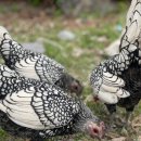 석원농장 이미지