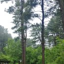 잣나무향기 이미지