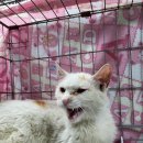 보개약국 이미지