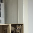 제주 이쁘냥 고양이미용실 | 대전 고양이 미용실 | 이쁘냥