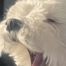 뭉구르밍 이미지