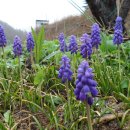 선녀농장 이미지