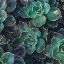 도경실업 | 동정직 더 알아보기