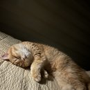 포레스트 캣호텔 이미지