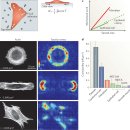 Re: 세포의 형태 --＞ 물리적 자극(운동) actomyosin 수축에 의함. Nature review 이미지