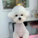 마벨독 이미지