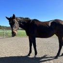 나우목장 이미지