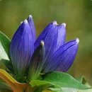 푸른잔디 이미지