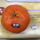 판교동577-1 이미지