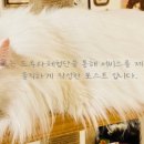 스핑크스의 숲 이미지