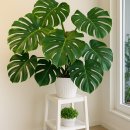 흙 VS 수경, 몬스테라 두 가지 방식으로 키우는 꿀팁🌿 실내 인테리어 식물 완전 정복