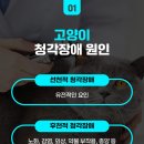석적동물병원 이미지