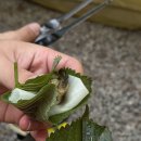 동문대로 | 광주 주월동 장어 포장 가성비 맛집 김경식 민물장어 후기